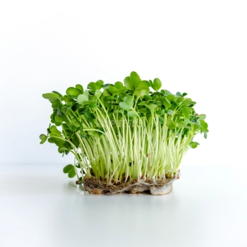 Ravanello, Daikon Semi Microgreens