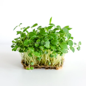 Foglie di microgreens di Shiso verde coltivate con semi MP SEEDS.