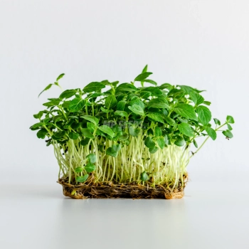 Microgreens di Perilla Shiso verde coltivati con semi MP SEEDS.