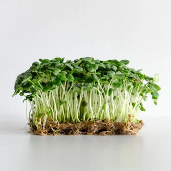 Cotiledoni di Shiso verde coltivati da semi per microgreens MP SEEDS.