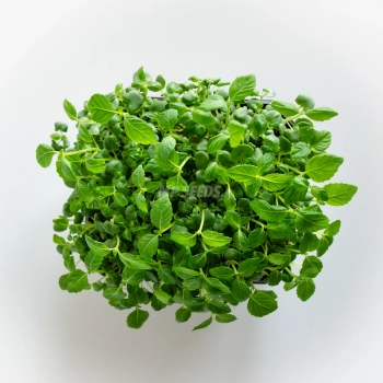 Microgreens di Perilla Shiso verde coltivati con semi MP SEEDS – vista dall’alto.