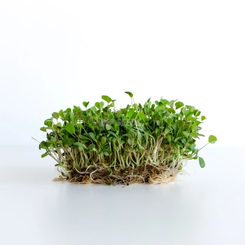 Erba Medica Semi Microgreens 
