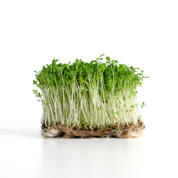 Microgreens di crescione coltivati con semi MP SEEDS.