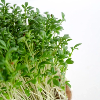 Primo piano delle foglie di microgreens di crescione, coltivati con semi MP SEEDS.