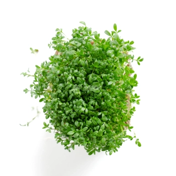 Microgreens di crescione coltivati con semi MP SEEDS – vista dall’alto.