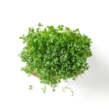 Microgreens BIO di crescione coltivati con semi MP SEEDS – vista dall’alto.