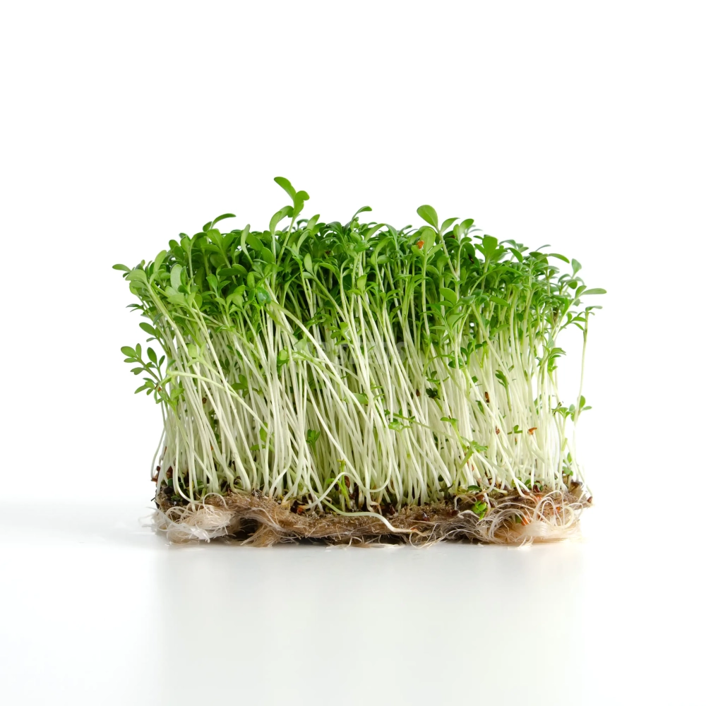 Microgreens BIO di crescione coltivati con semi MP SEEDS.