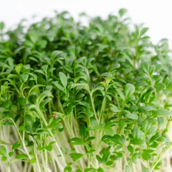 Microgreens BIO di crescione coltivati con semi MP SEEDS – primo piano delle foglie.