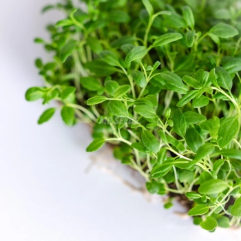 Microgreens di issopo coltivati con semi MP SEEDS – primo piano delle foglie.