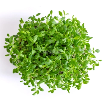 Microgreens di issopo coltivati con semi MP SEEDS – vista dall’alto.