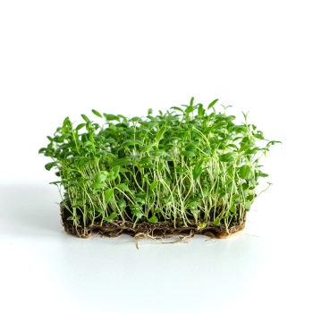 Microgreens di issopo coltivati con semi MP SEEDS.
