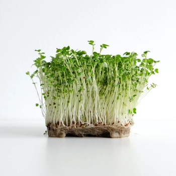 Senape Piccante, Semi per Microgreens