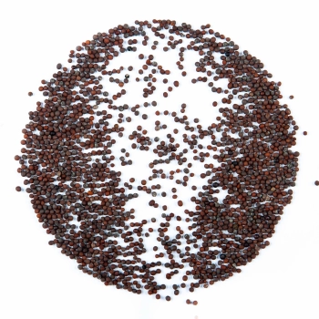 semi microgreens di kale rosso russo