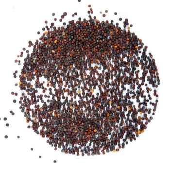 semi microgreens  komatsuna red
