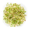 Erba Medica Microgreens