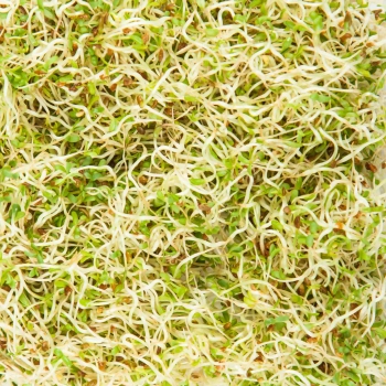 Erba Medica Germogli