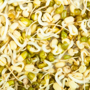zoom di germogli di fagiolo Mung