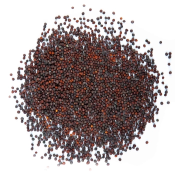 senape red giant microgreens semi