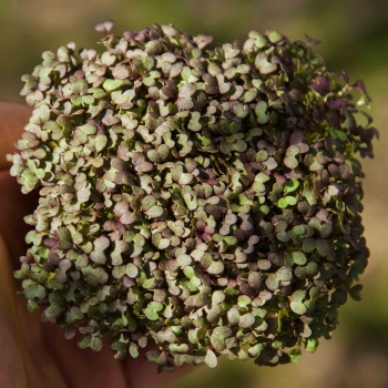 microgreens mizuna rossa