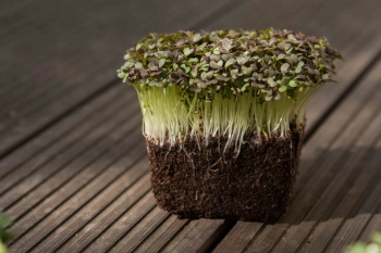 microgreens di mizuna rossa con radici