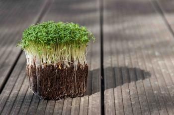 microgreens crescione in germinazione