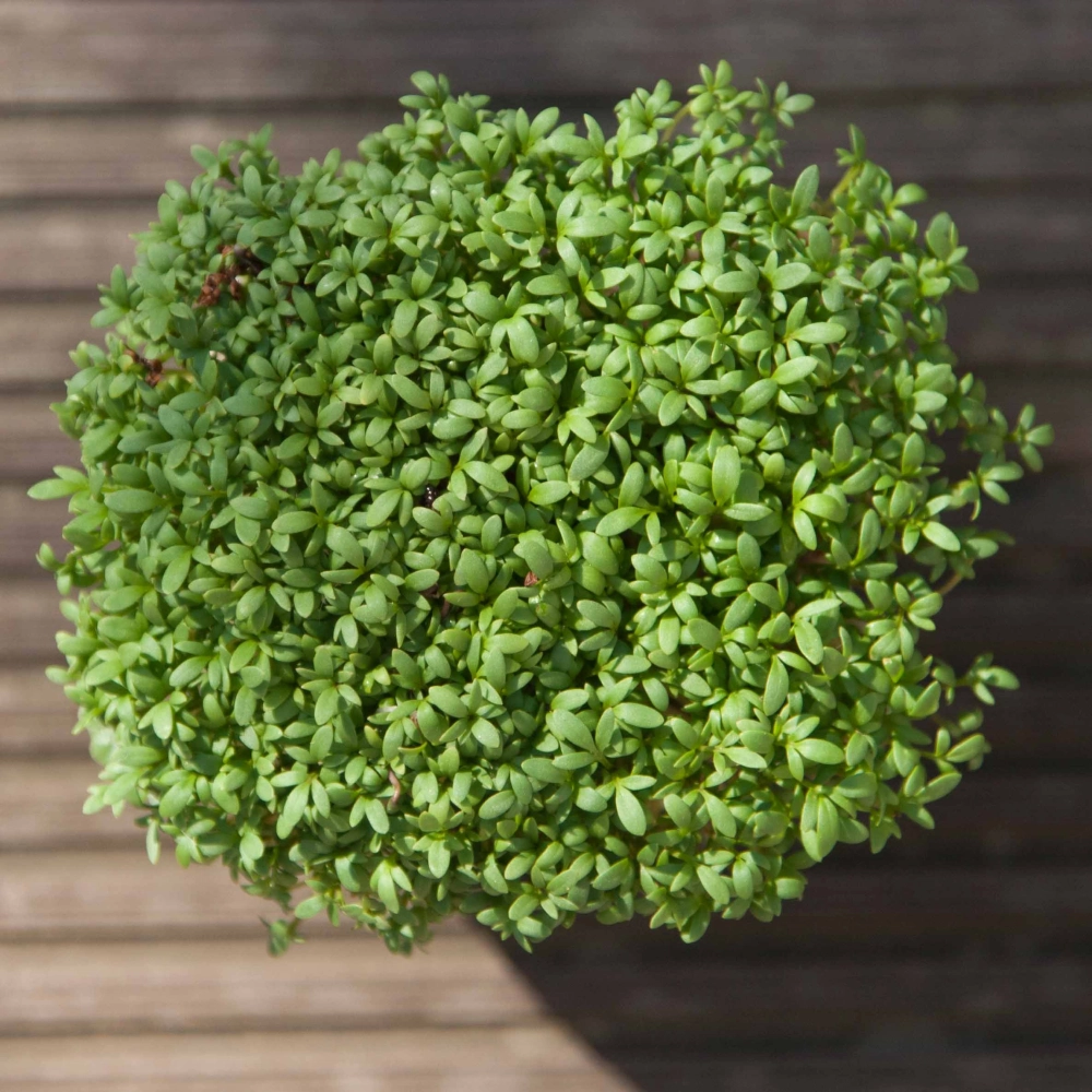 microgreens crescione