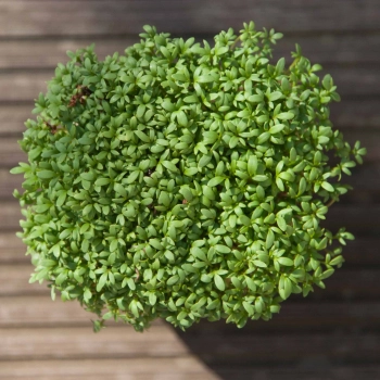 microgreens crescione