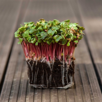 microgreens ravanello pink