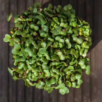 ravanello pink microgreens foglie