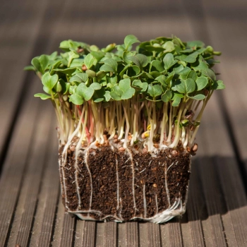 microgreens di ravanello daikon