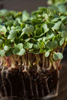 ravanello daikon microgreens foglie