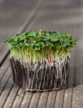 PakChoi Bianco microgreens con radici