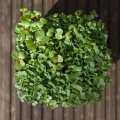PakChoi Bianco foglie microgreens