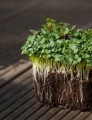 PakChoi Bianco microgreens
