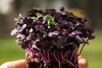 Ravanello Tango microgreens