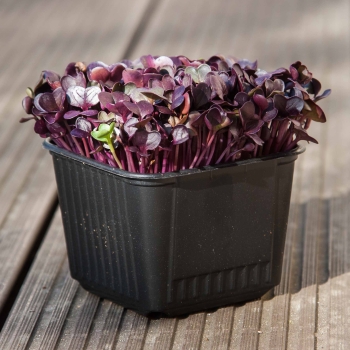 Vasi di coltivazione - 8x8cm con microgreens
