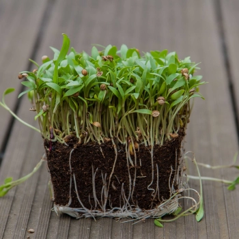 microgreens di cilantro coriandolo con radici