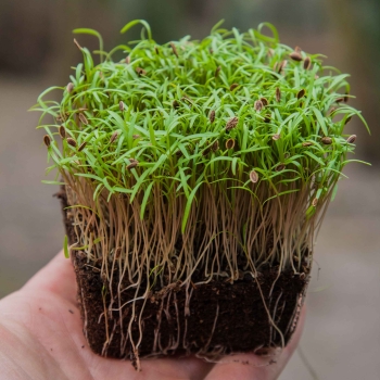 microgreens Aneto Dakota