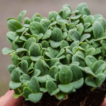 foglie di microgreens di borragine