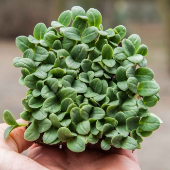 microgreens di borragine