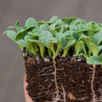 microgeens di borragine con radici