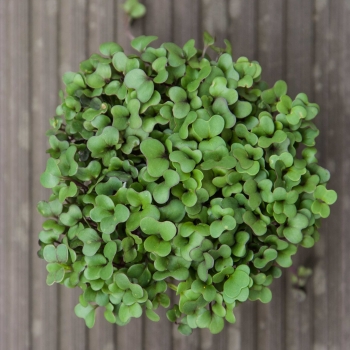 foglie microgreens cavolo rapa rosso