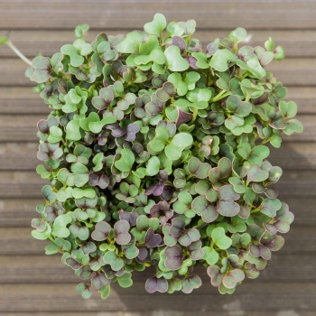 microgreens di komatsuna red