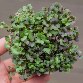microgreens komatsuna red da sopra