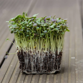 microgreens komatsuna red con radici