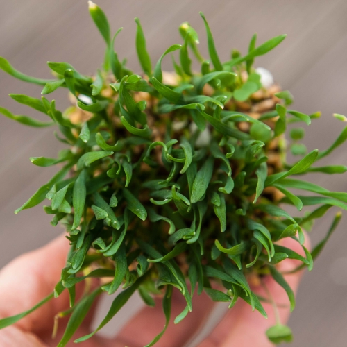 microgreens di erba di grano