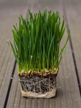 microgreens di erba di grano