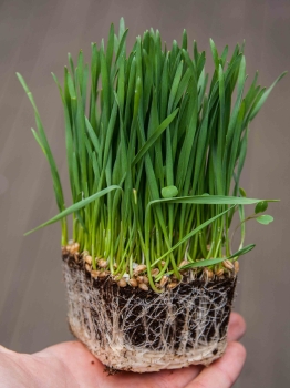 Microgreens di erba di grano con radici