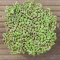 senape red giant microgreens foglie