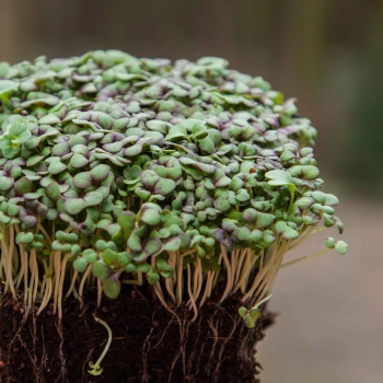 senape red giant microgreens piantina intera